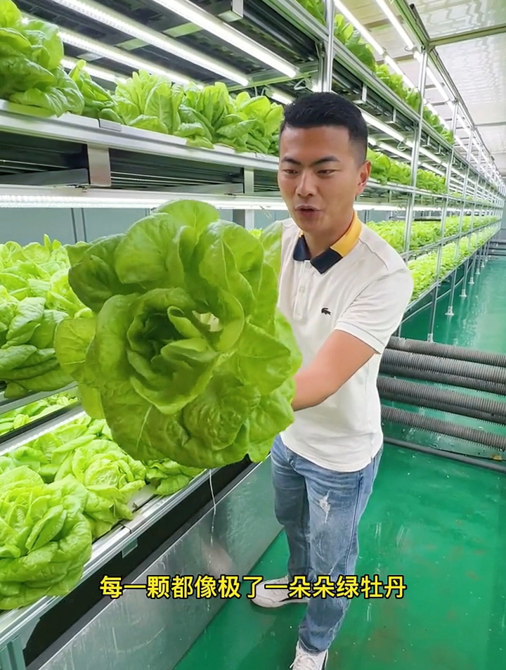 奶油生菜真的有奶油吗?小伙种植一大筐,大部分人没见过!