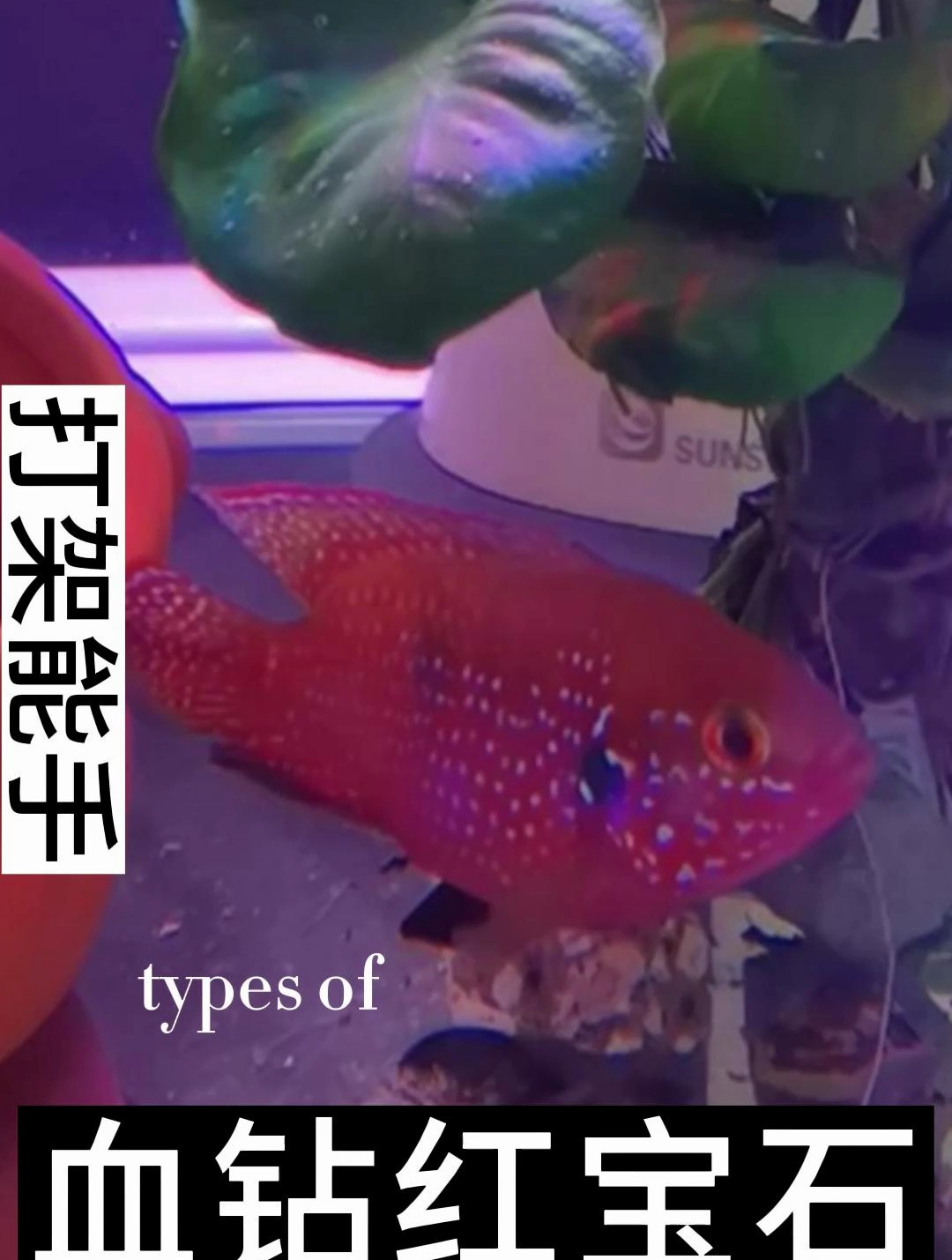 红宝石鱼是一种极具领地意识的鱼,并且凶猛,不要鱼温顺的鱼混养