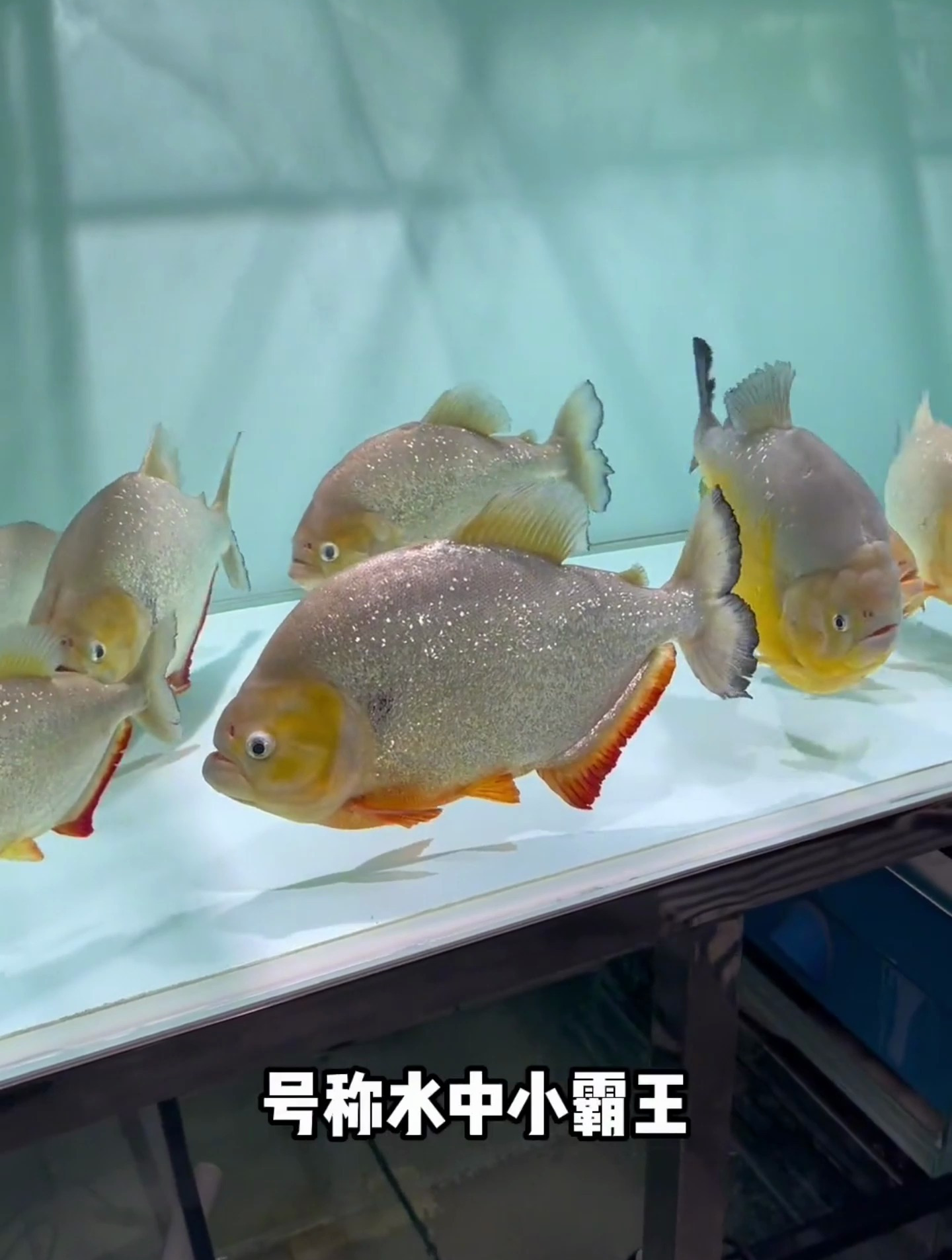 反天刀大战水虎 快来看
