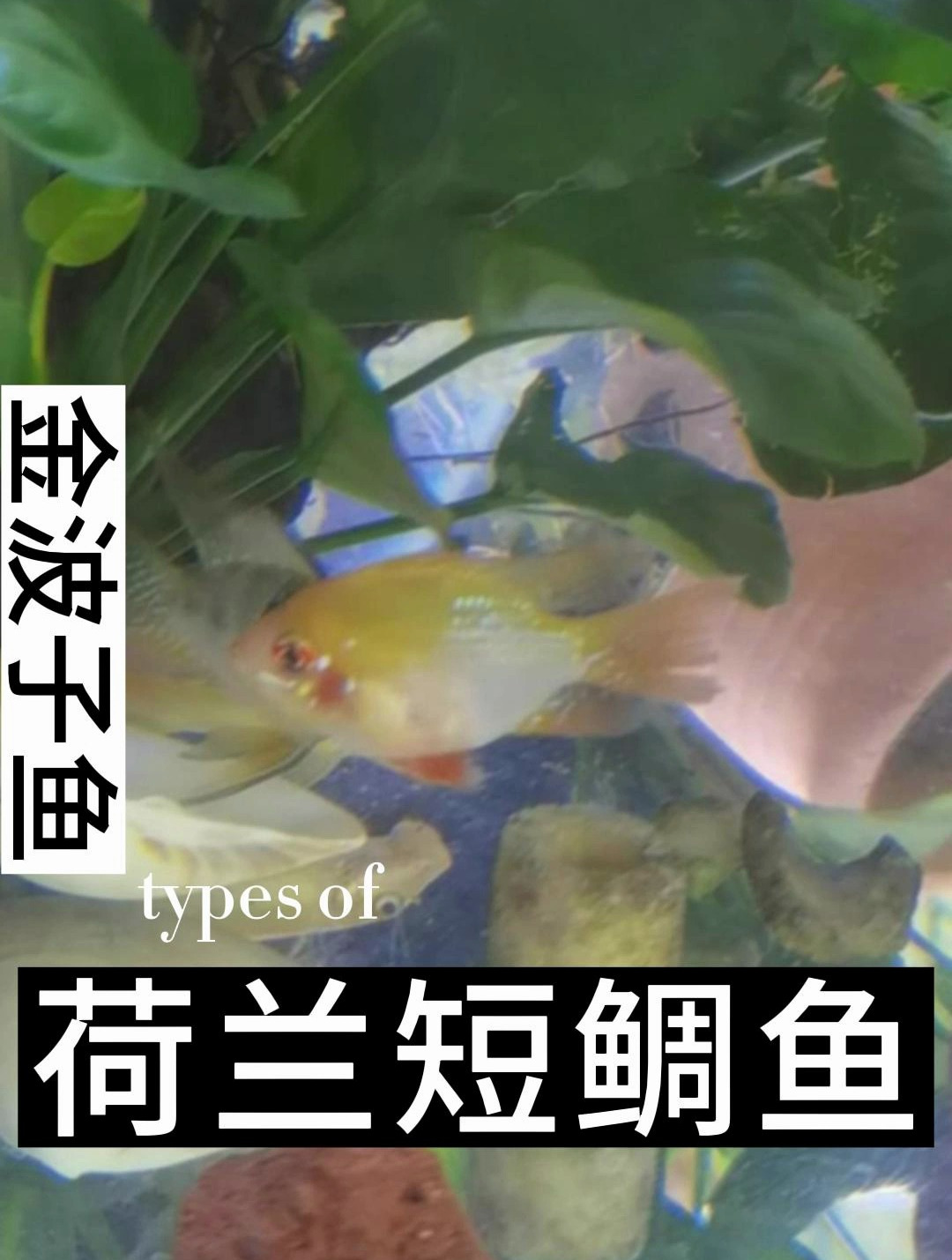 荷兰短鲷鱼和玻利维亚凤凰同属,但是颜色更为靓丽