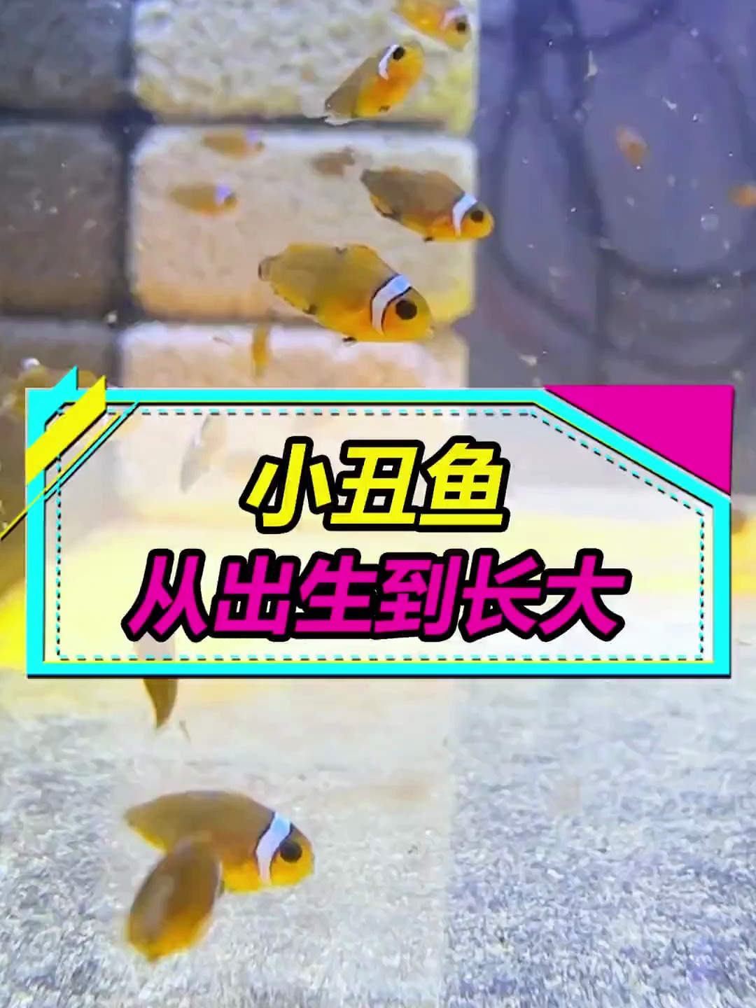 你们知道小丑鱼小时候是什么样的吗?这个视频告诉你!