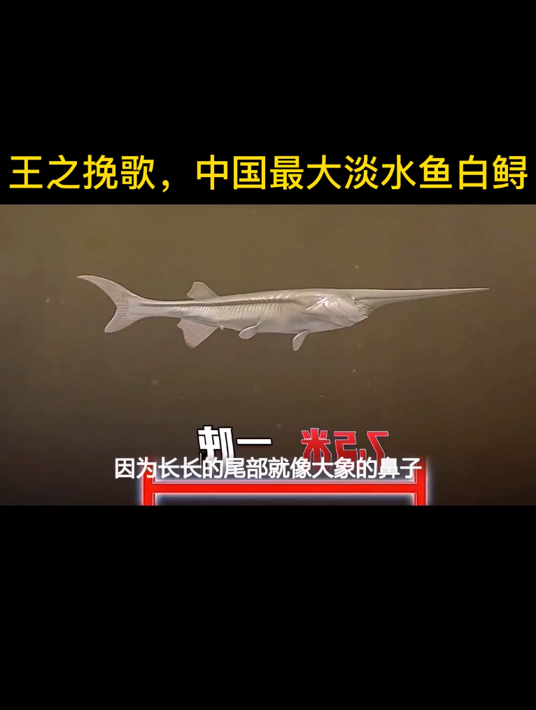 王之挽歌,中国最大淡水鱼白鲟