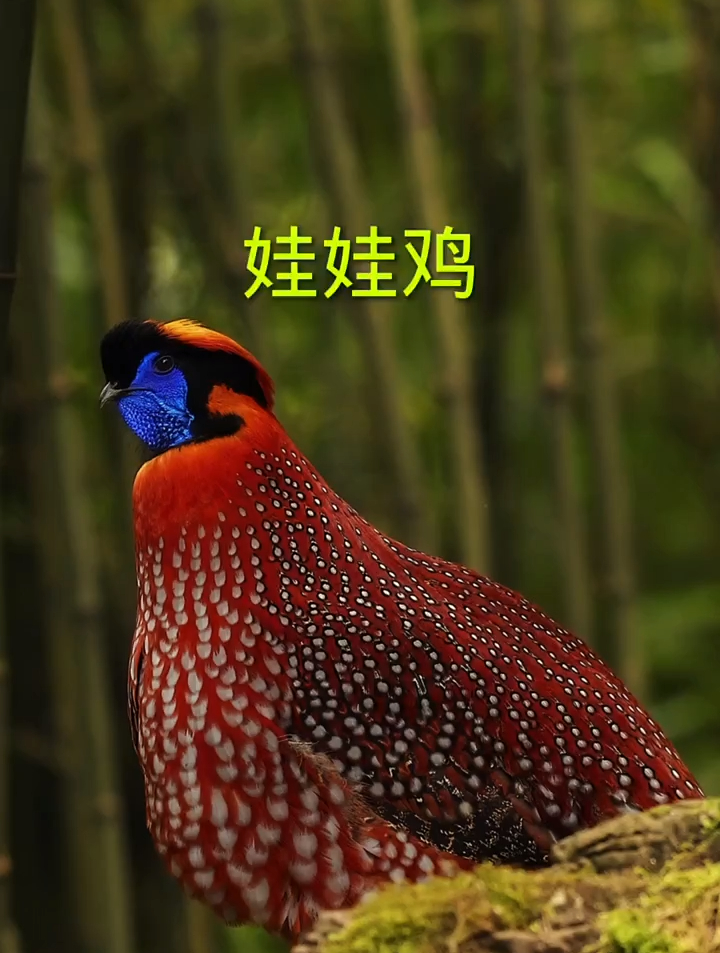 小马赏世界:「红腹角雉 娃娃鸡」