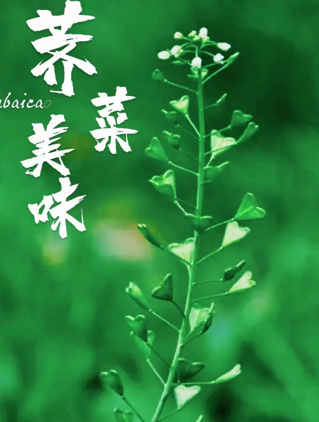 植物科普:你去挖荠菜了吗?你吃过荠菜馅的饺子吗?