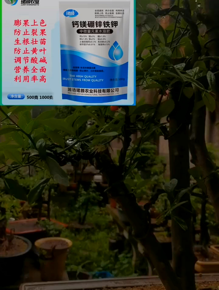 养金豆来芽慢长势差,最主要的原因是根部还不好,这时要辅助生根