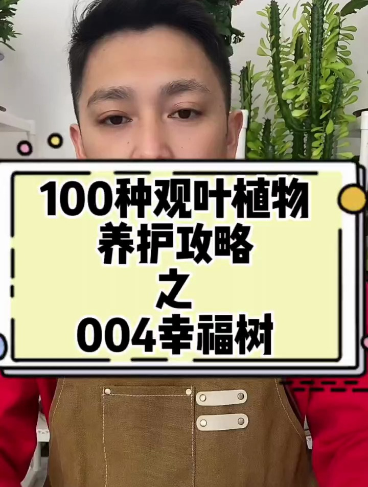 一百种观叶植物养护攻略第四种幸福树