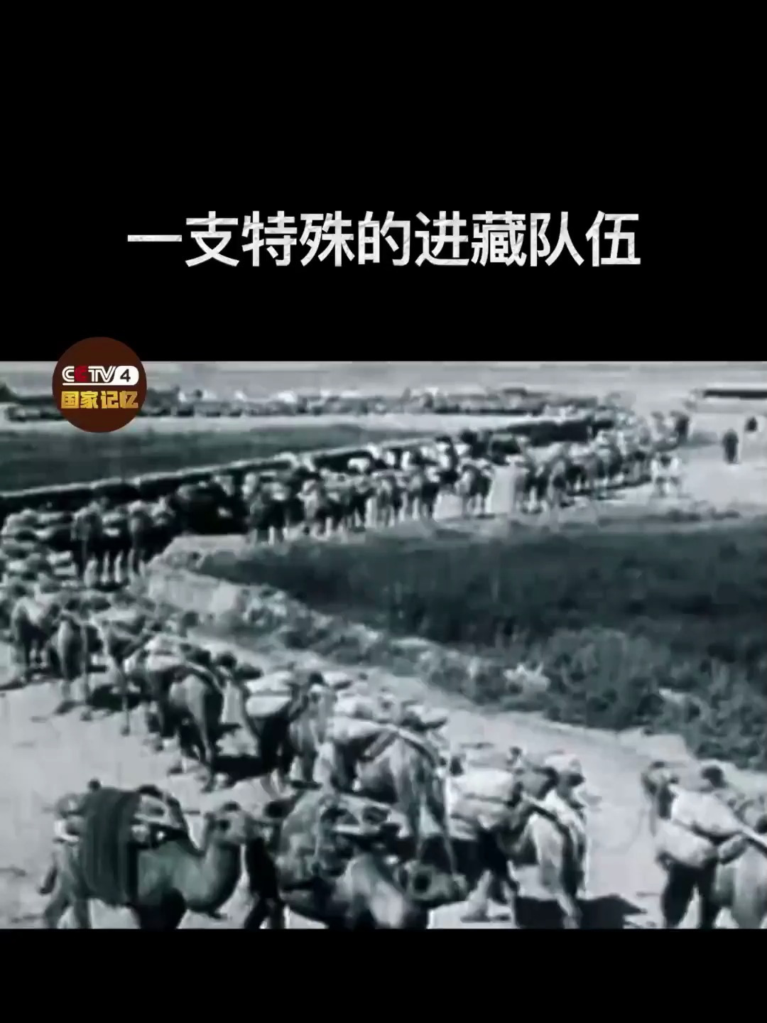 2万8千峰骆驼只剩下2000峰,它们的骸骨成为青藏线永远“路标”!
