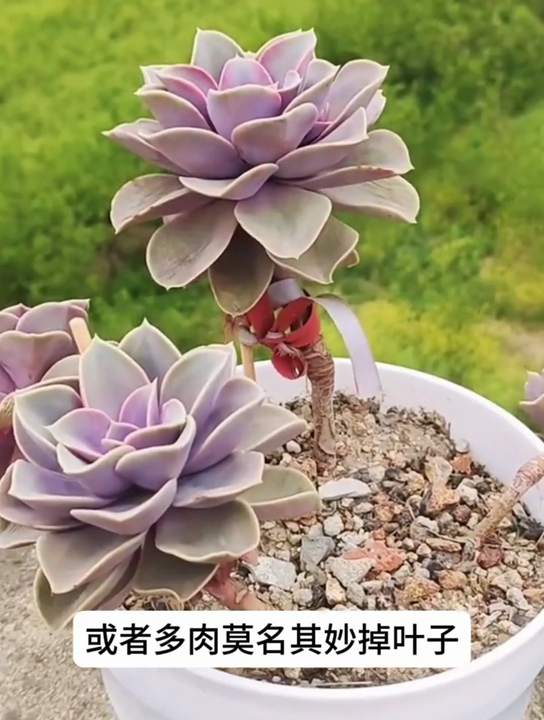 多肉长了很多气生根,多肉植物养护小常识