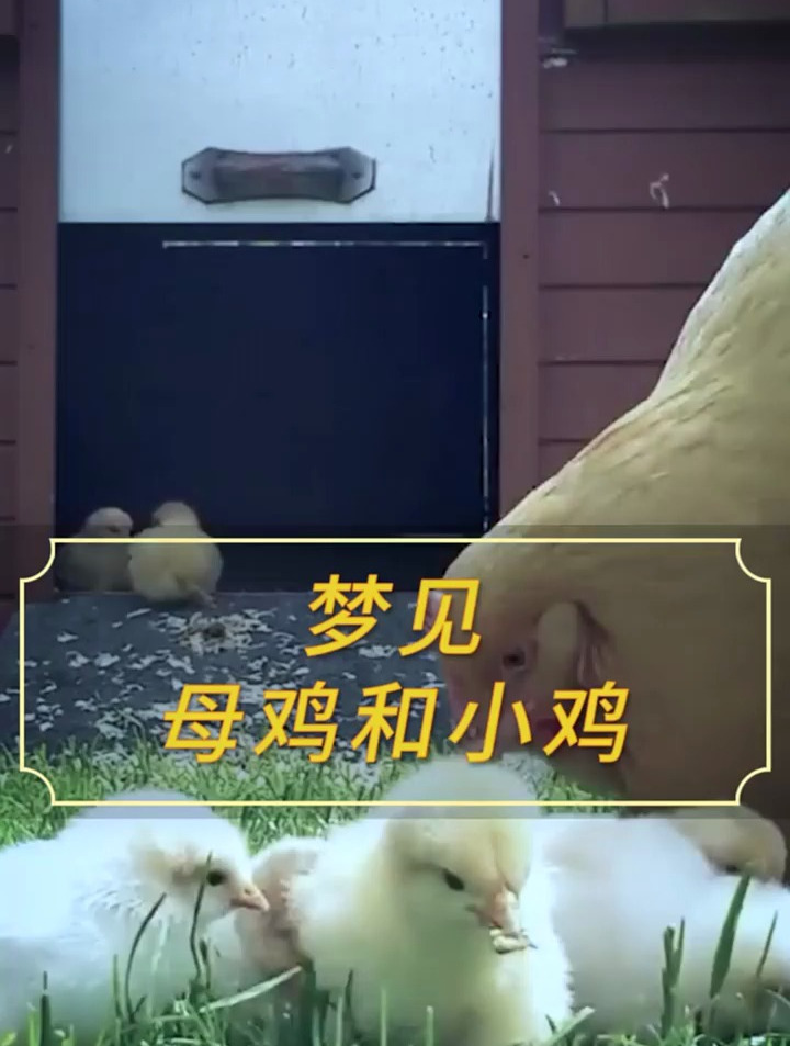 一只母鸡和好多小鸡 国学智慧 周公解梦