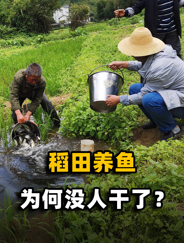 年赚六百万的稻田养鱼,从人人养殖到嫌弃,为何稻田养鱼不受待见