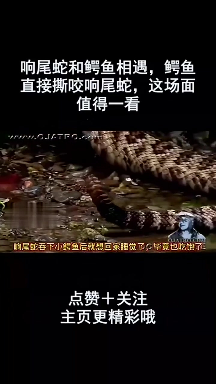 响尾蛇和鳄鱼相遇,鳄鱼直接撕咬响尾蛇,这场面值得一看