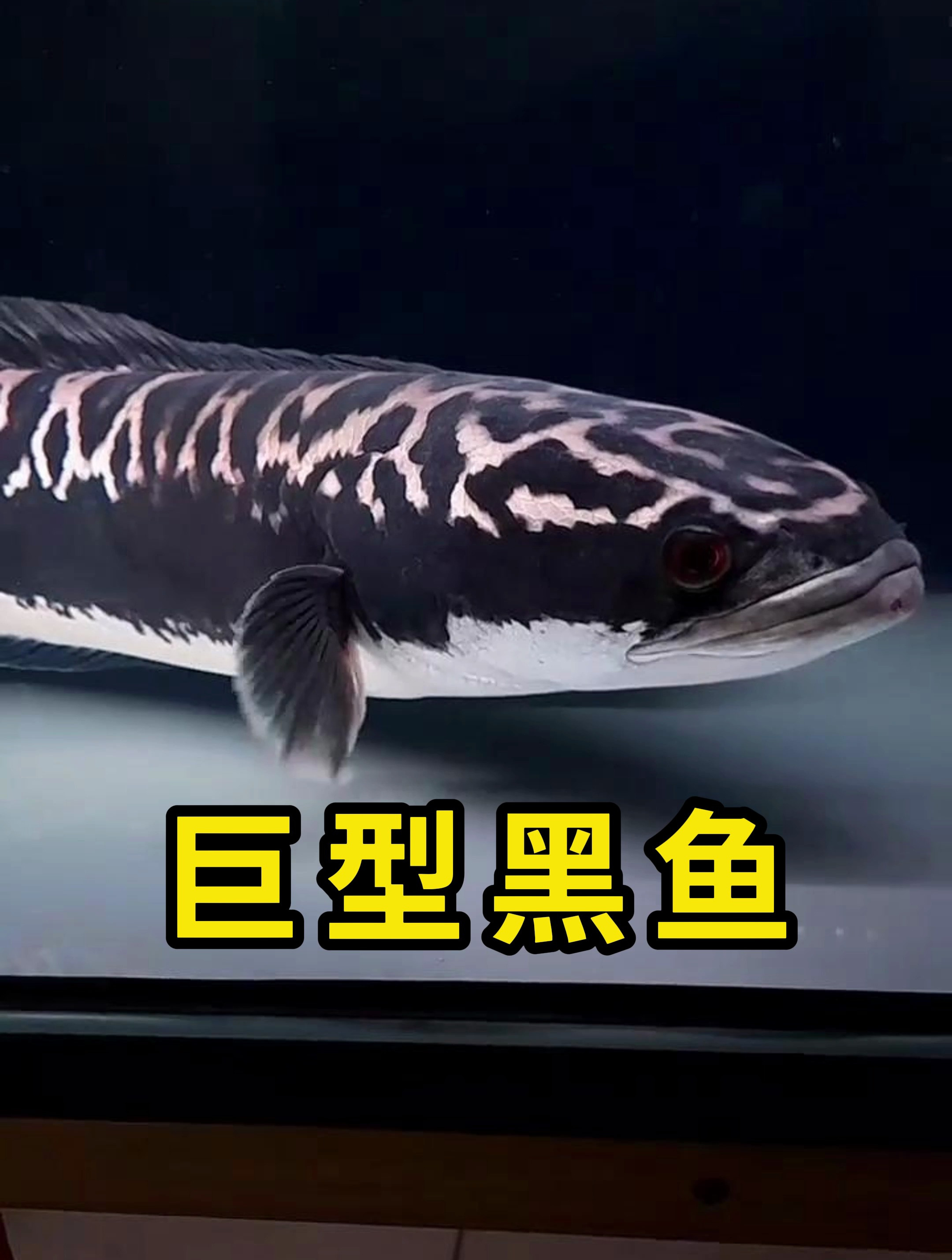 托曼鱼,这是一种巨型黑鱼!