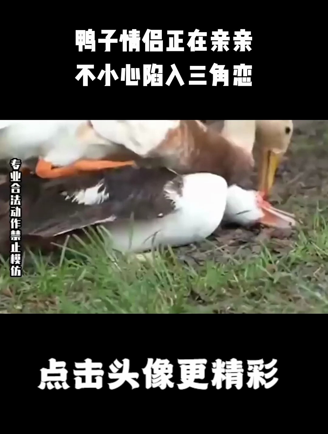 鸭子情侣正在亲亲,不小心陷入三角恋