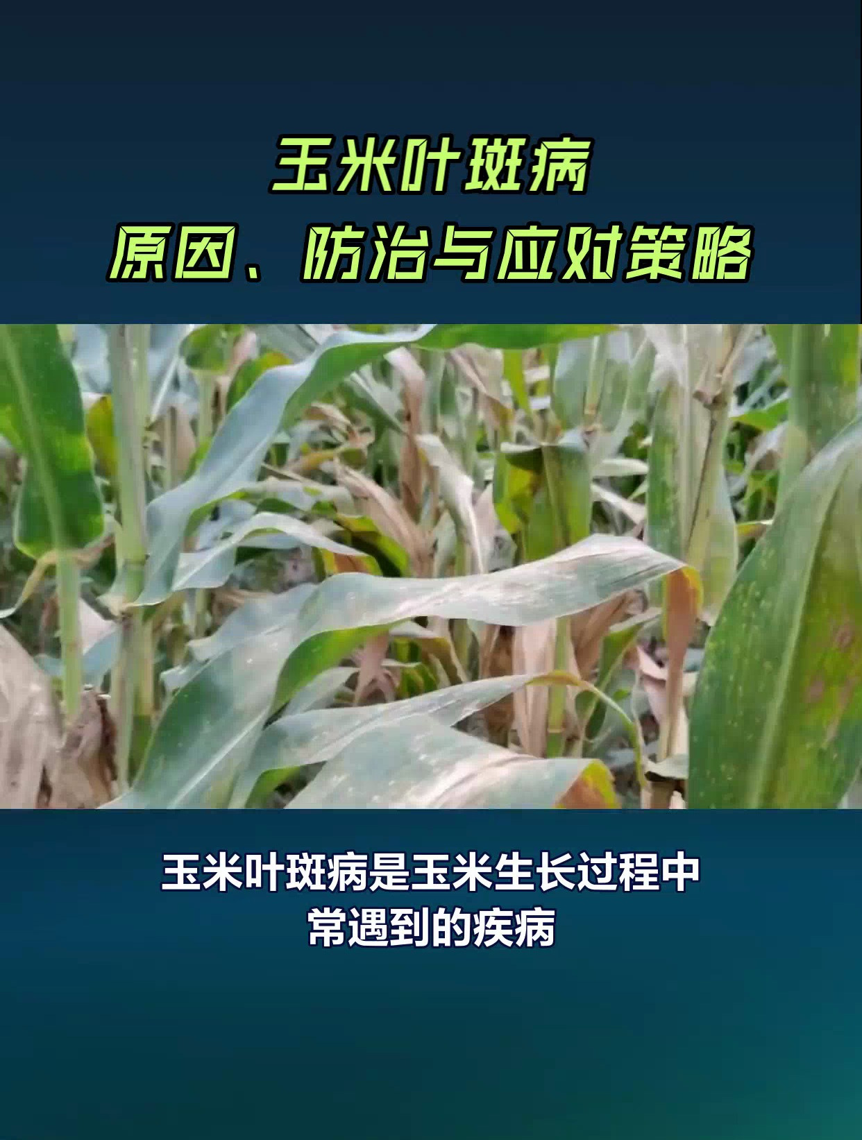 玉米叶斑病原因、防治与应对策略