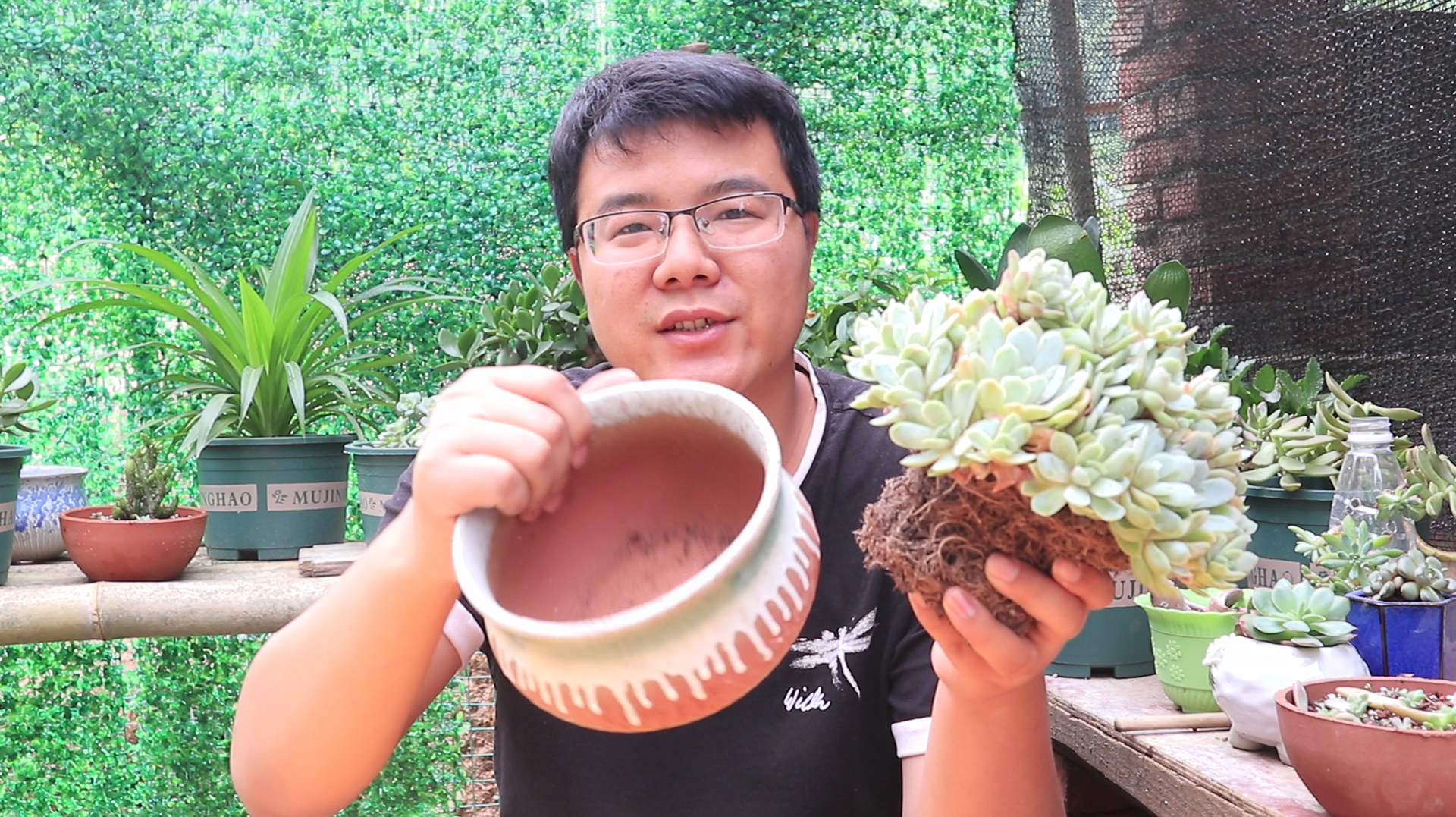夏天多肉这样上盆,不黑腐发根快,度夏毫无压力
