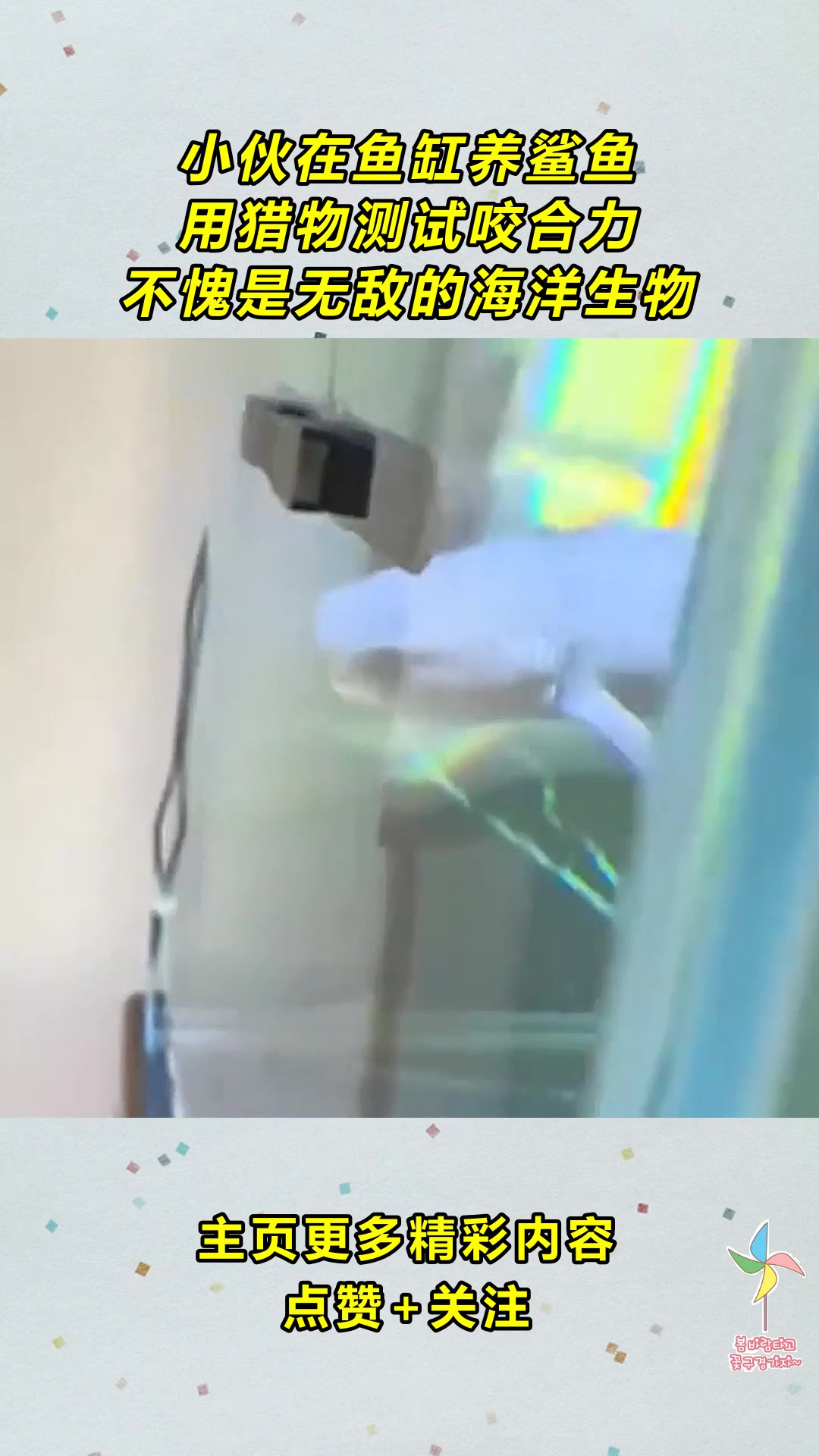 小伙在鱼缸养鲨鱼,用猎物测试咬合力,不愧是无敌的海洋生物