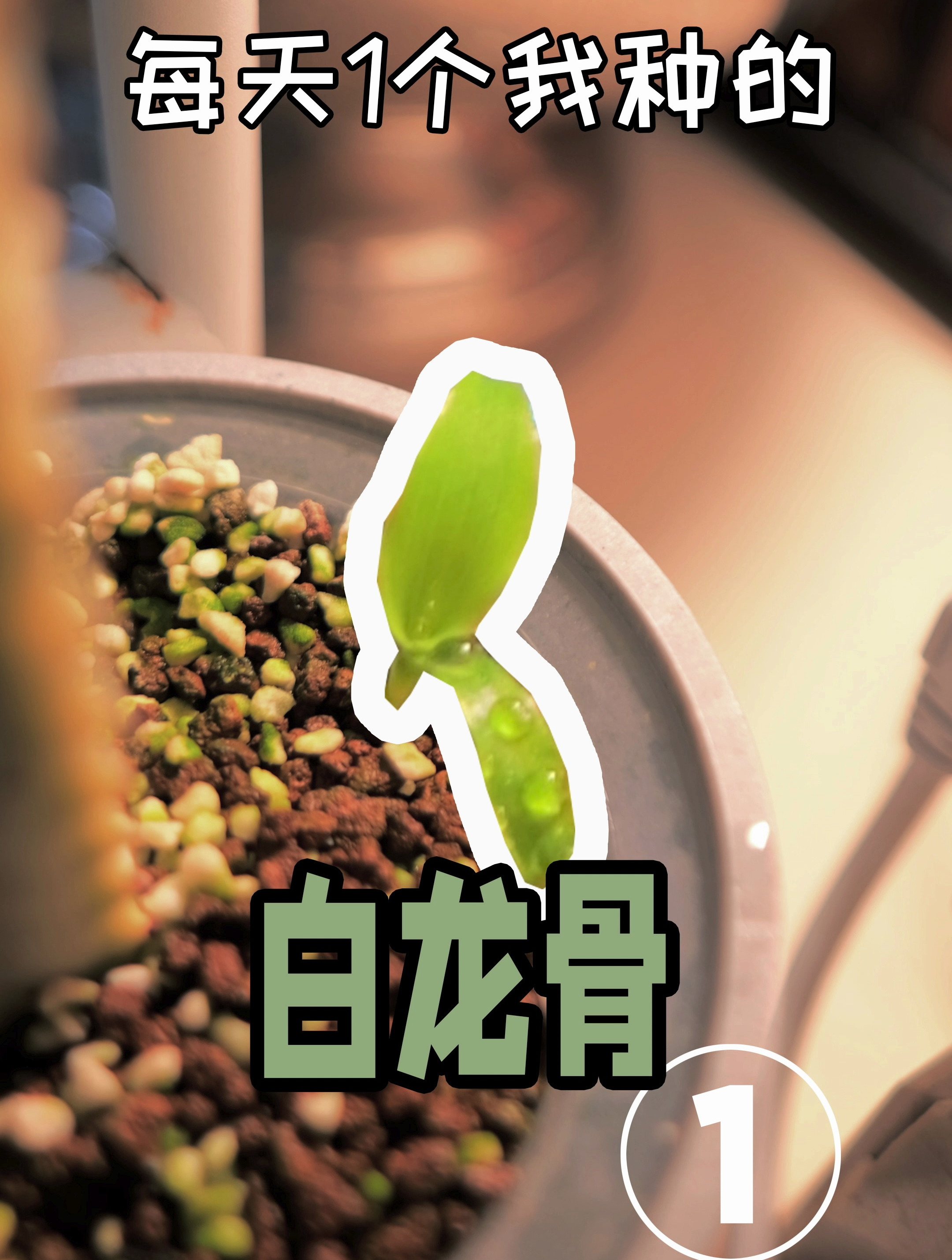 花盆里出现不明生物 白龙骨