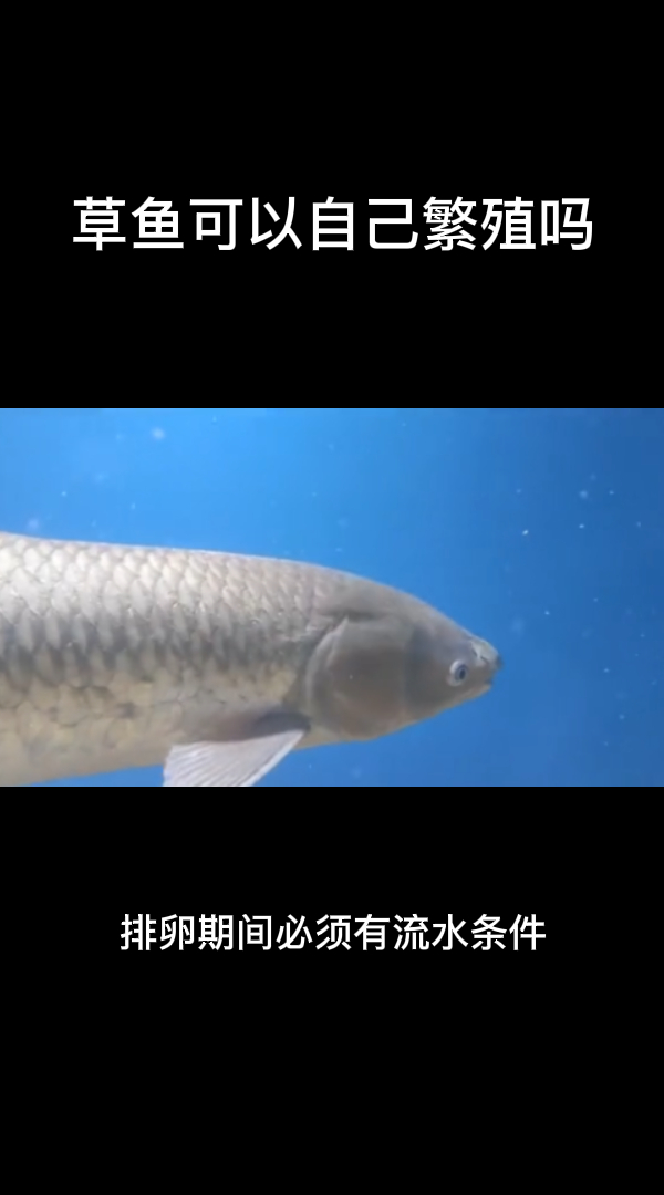 草鱼可以自己繁殖吗