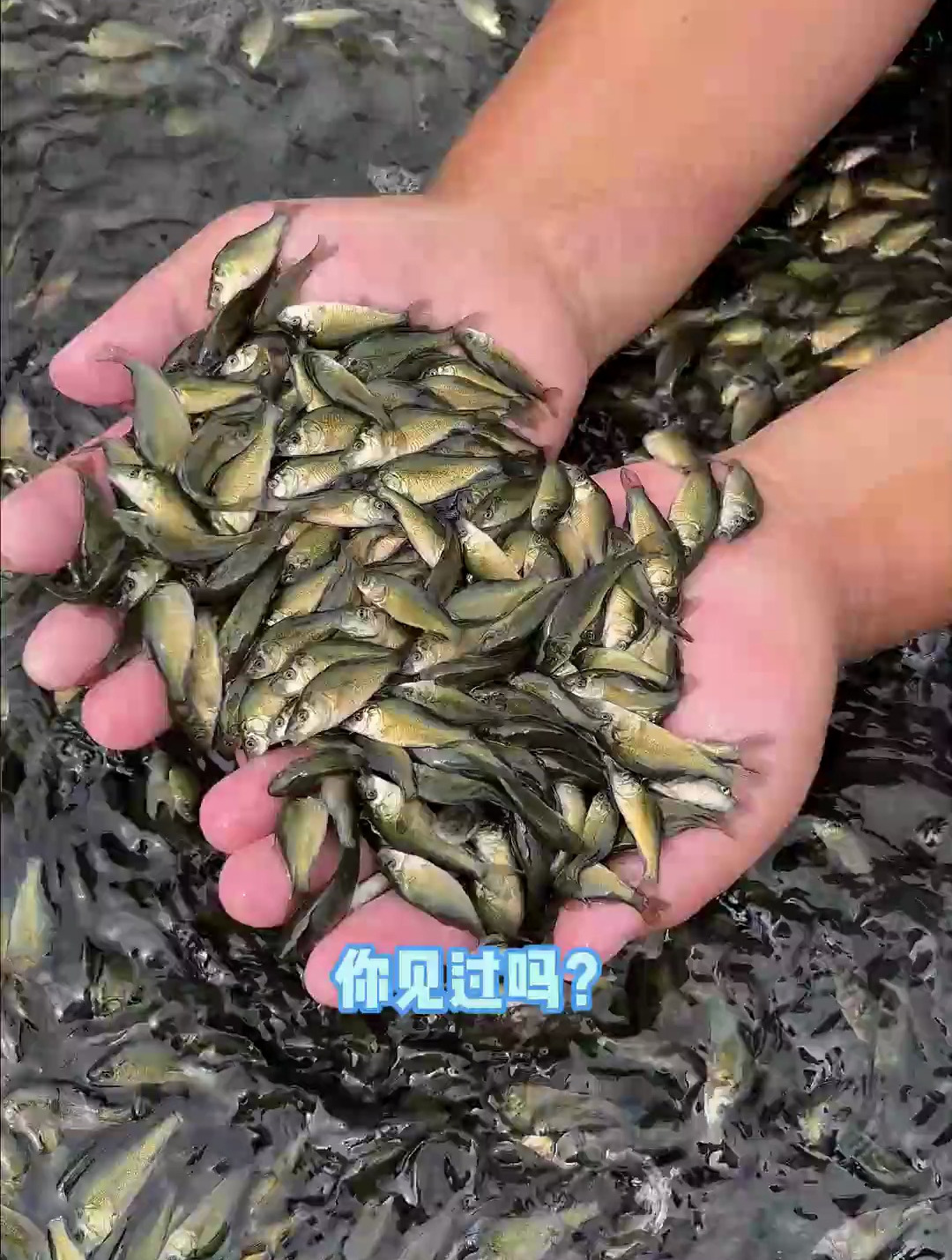 高原明珠里逆流而上的精灵——青海湖裸鲤 水产养殖