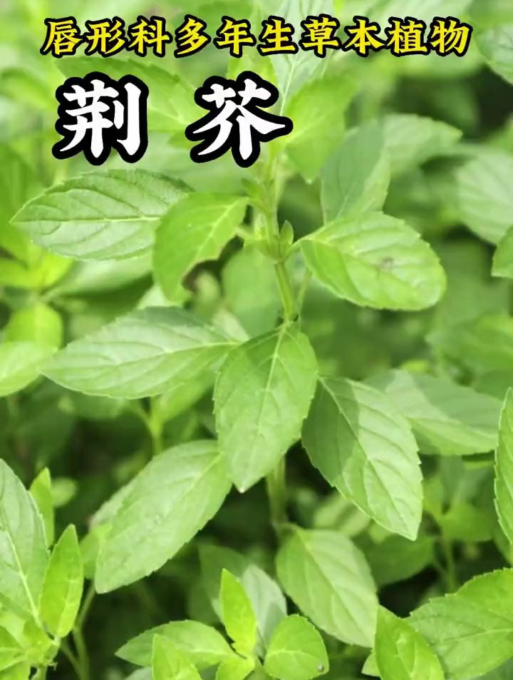 如果夏天有味道,在河南那必须是荆芥味儿的,你喜欢吃荆芥吗?