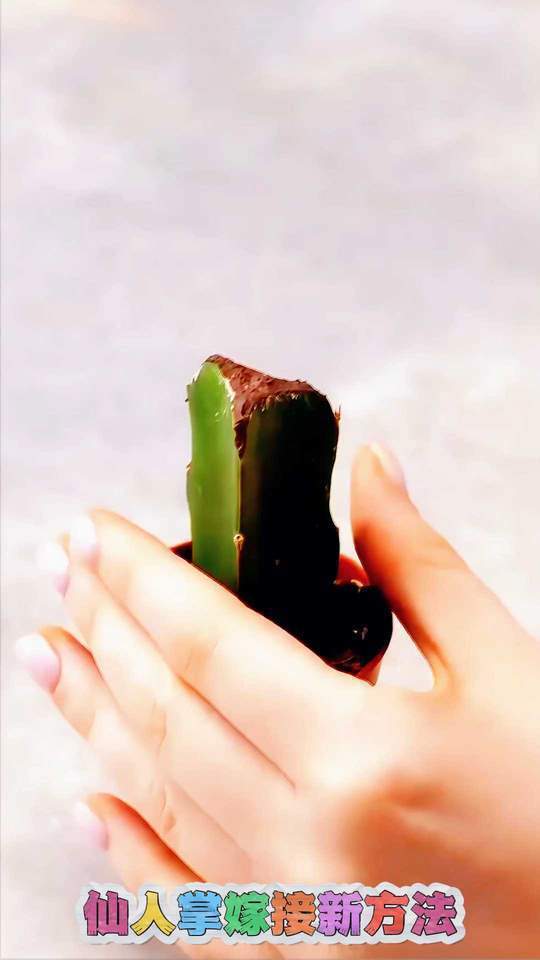 仙人掌嫁接新方法,简单易上手!仙人掌嫁接新方法,简单易上手!