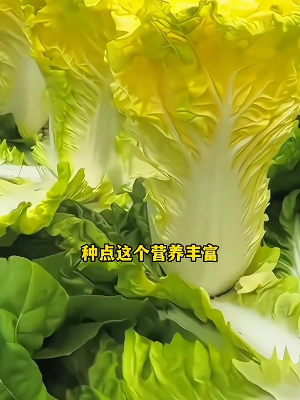 这个黄心大白菜,很好吃啊,想吃的赶紧种起来啊