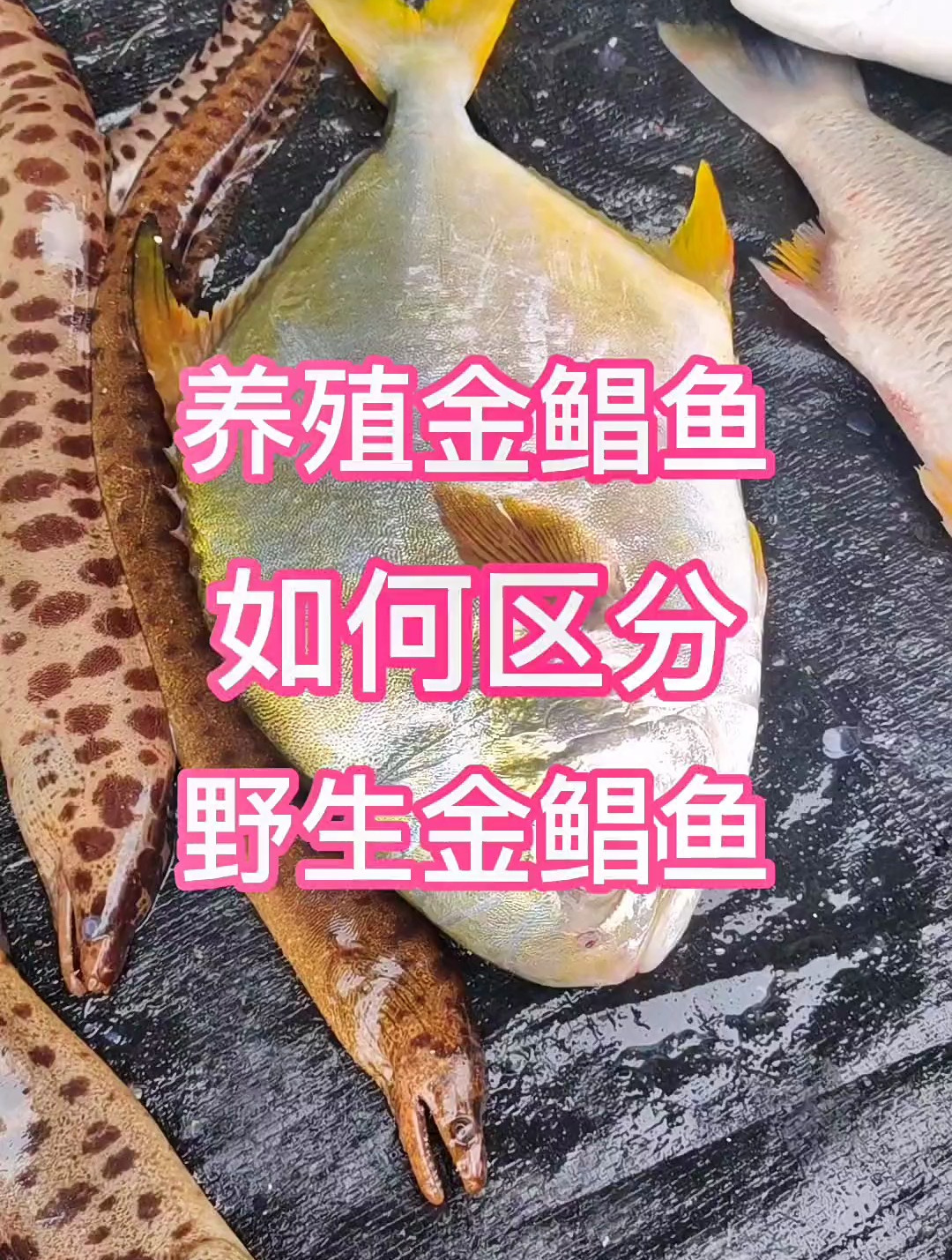 如何区分野生金鲳鱼和养殖金鲳鱼!