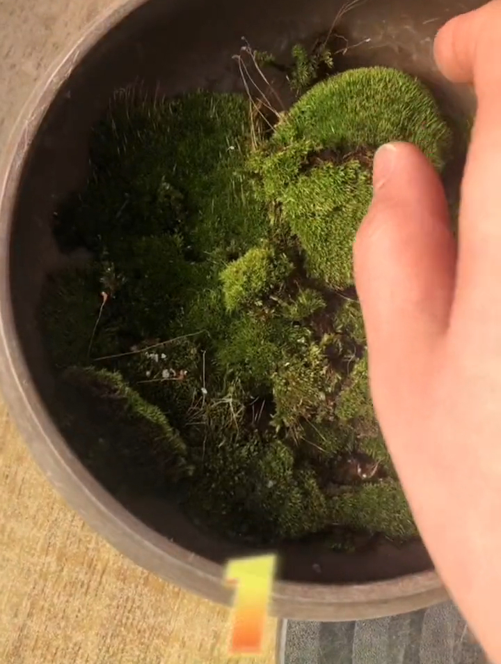 春桃花开肉友的小手又蠢蠢欲动了,切记修根的多肉不要浇水哦!