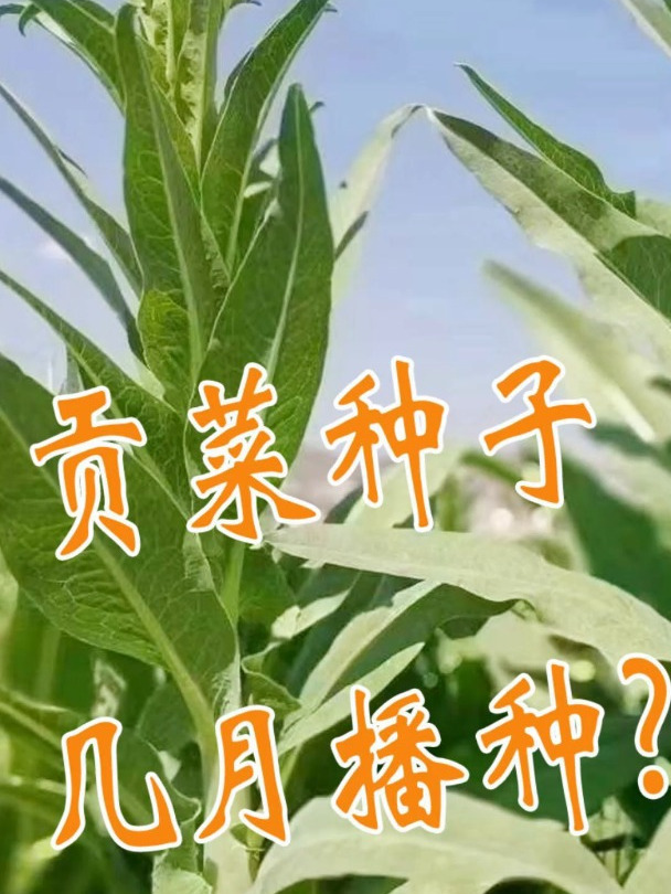 贡菜种子几月播种,你知道吗