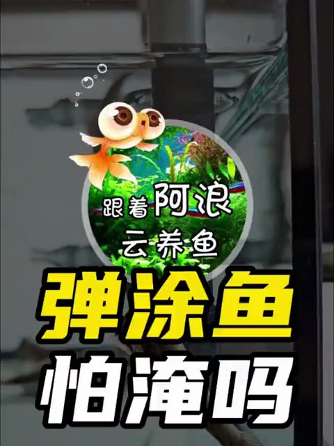 大家觉得这弹涂鱼它怕水淹吗
