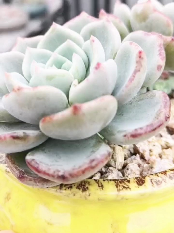 多肉千山雪,名字真好听!