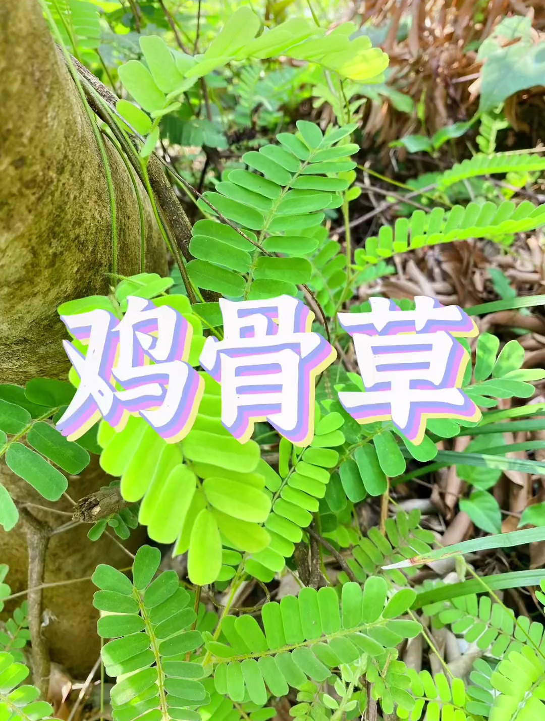 采药人:鸡骨草,有认识的吗