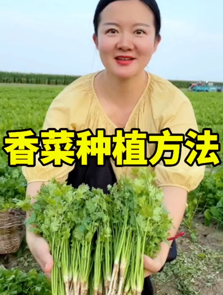 农村媳妇种植香菜有妙招,需掌握2点,香菜出苗快,产量提升2倍!