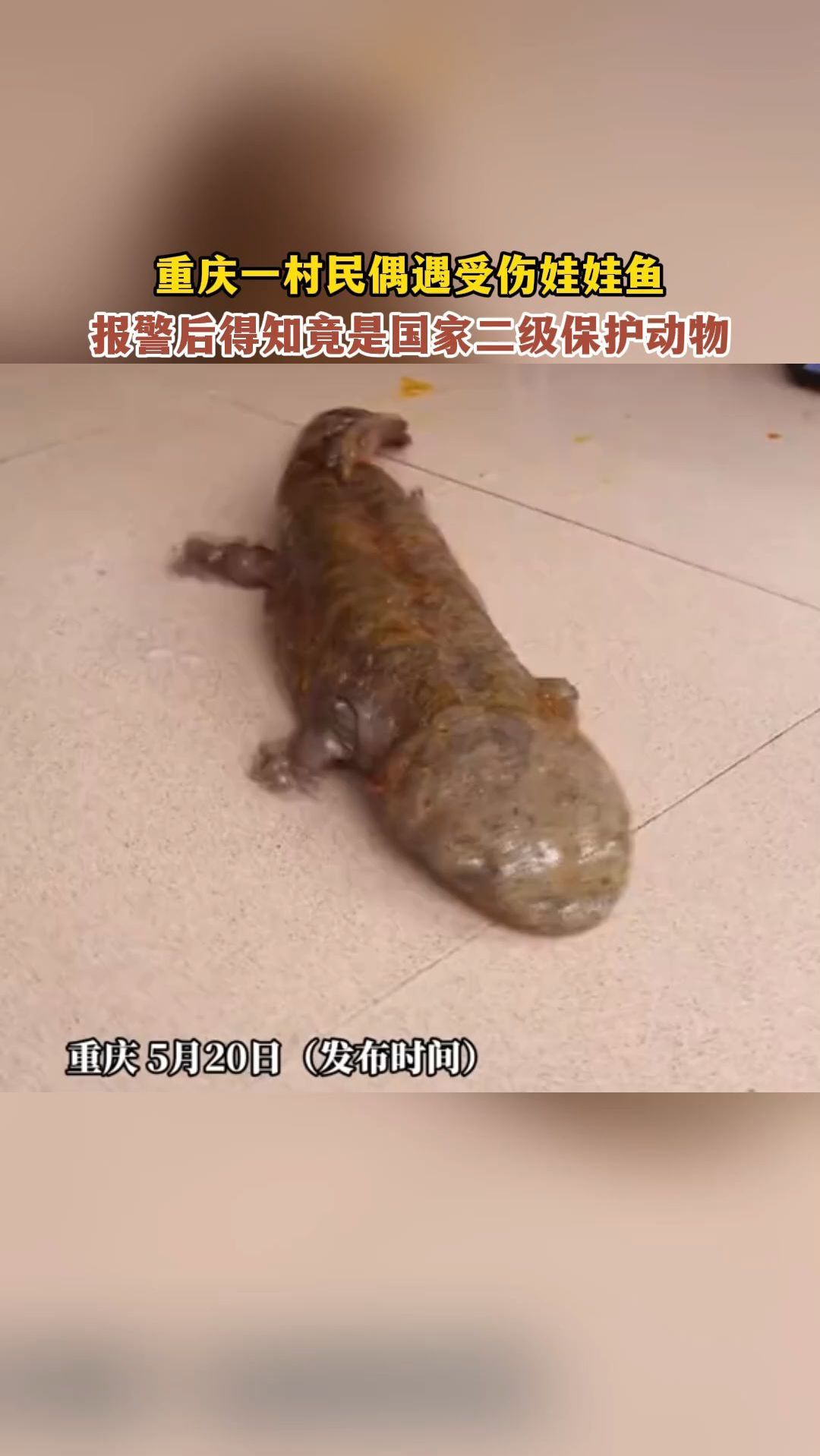 重庆一村民偶遇受伤娃娃鱼,报警后得知竟是国家二级保护动物