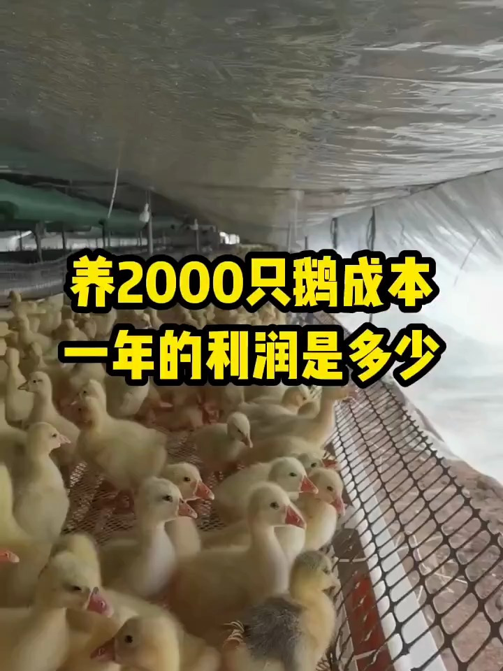 养2000只鹅成本需要多少,一年的利润是多少?你算过吗?