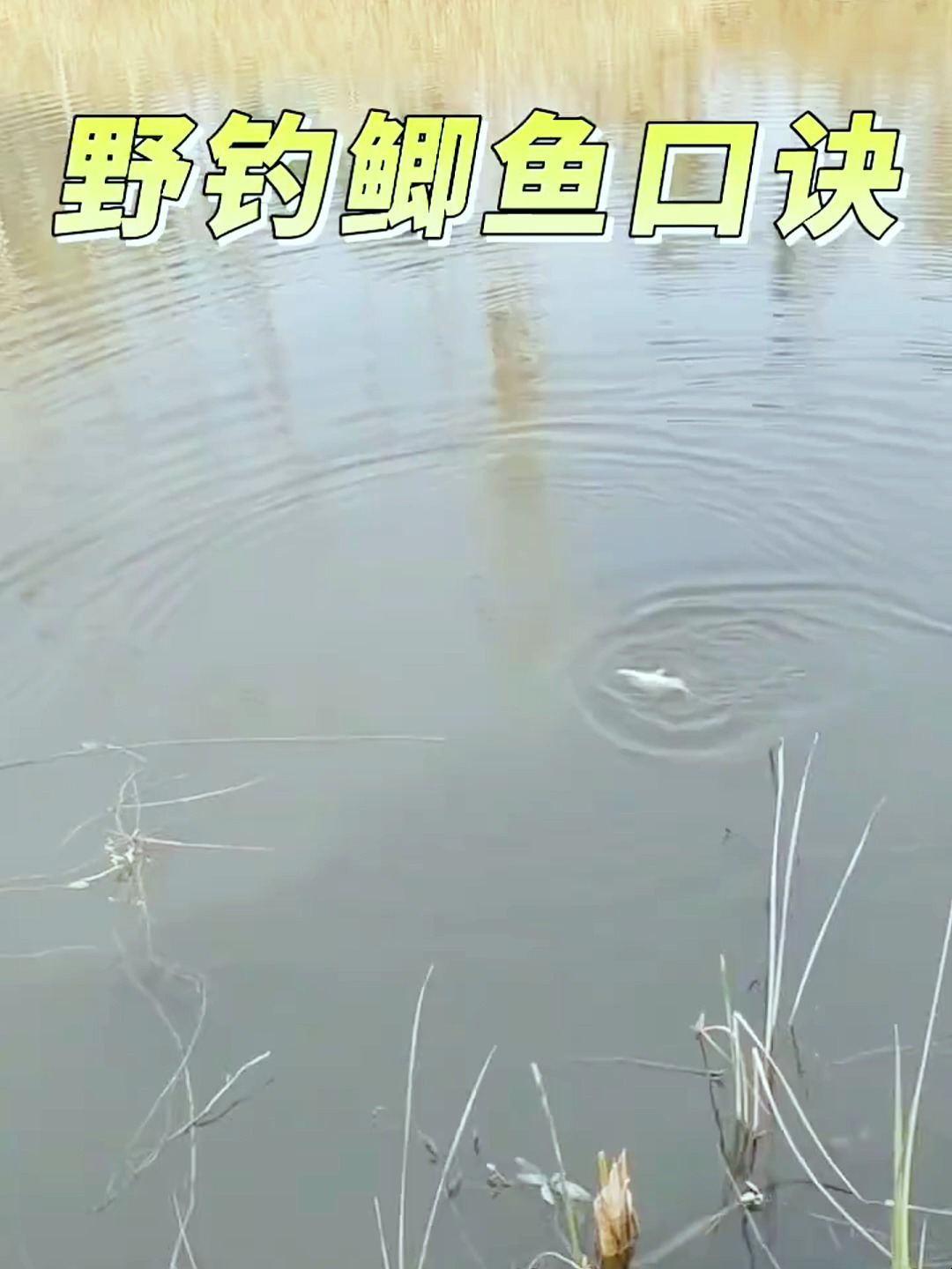 野钓怎么钓鲫鱼?教你一段小口诀