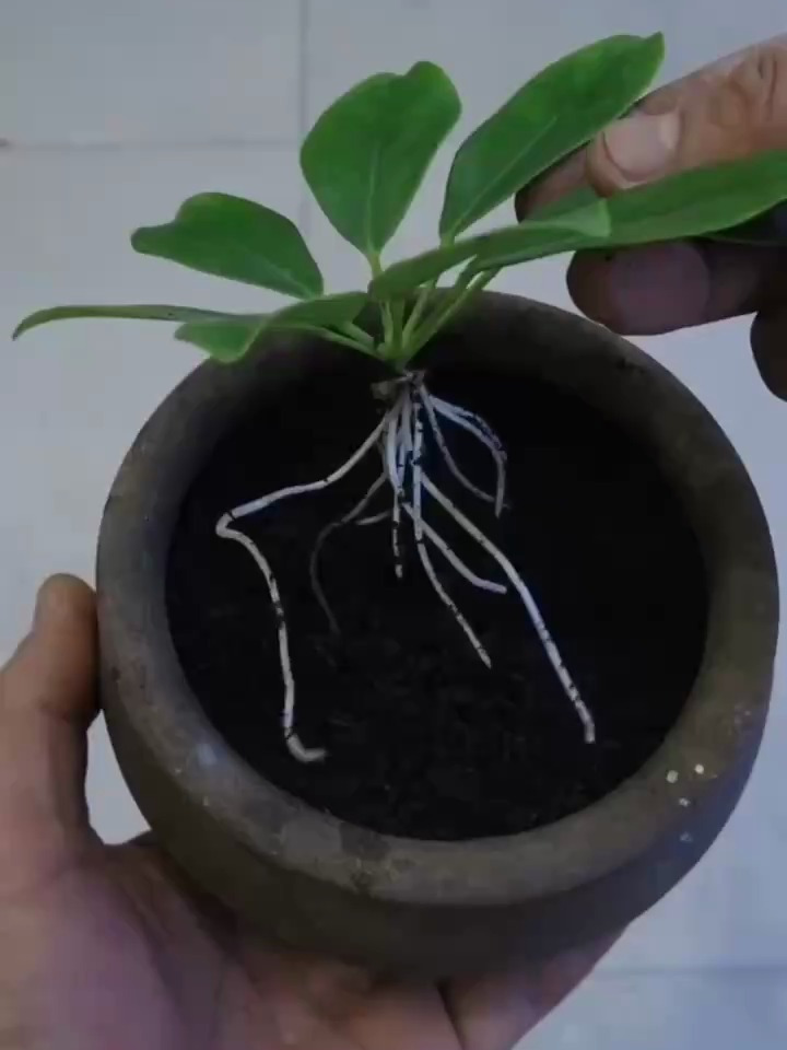 鸭掌木的扦插方法,操作简单,生根快