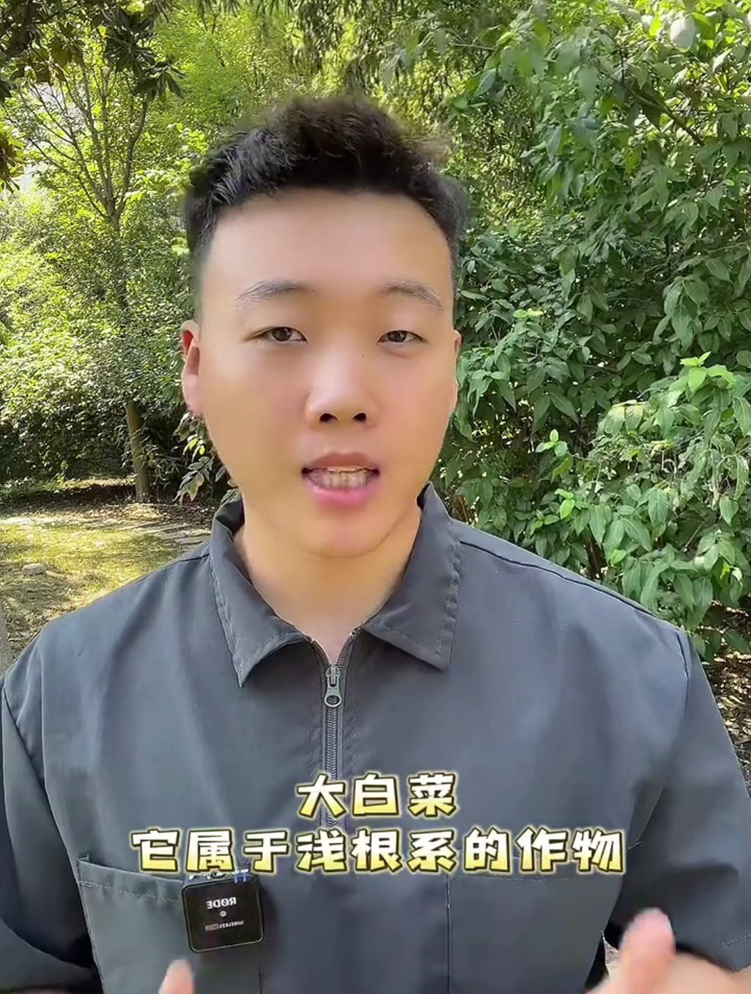 大白菜它属于浅根系的作物