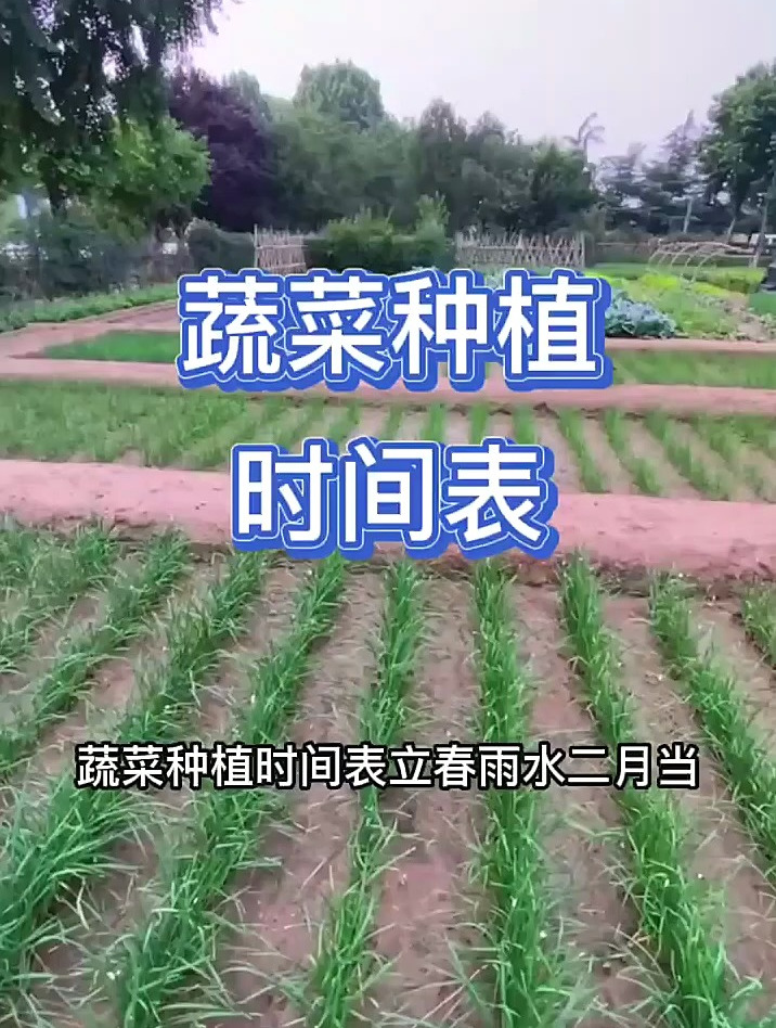 蔬菜种植时间表,六月种的空心菜,七月育得好菜花