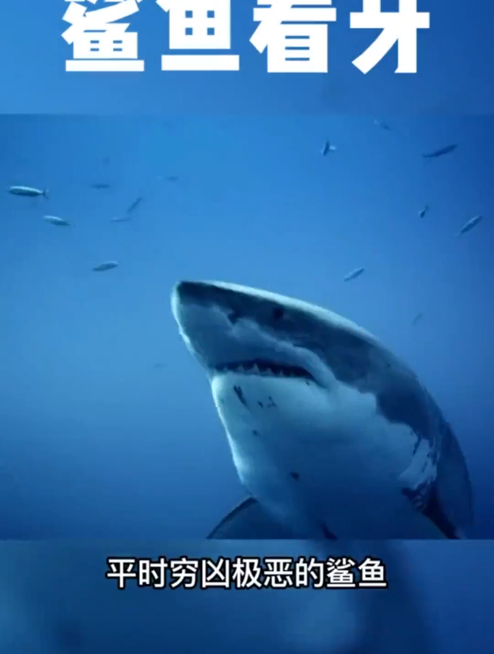 鲨鱼看牙,这样的鲨鱼搞笑吗?