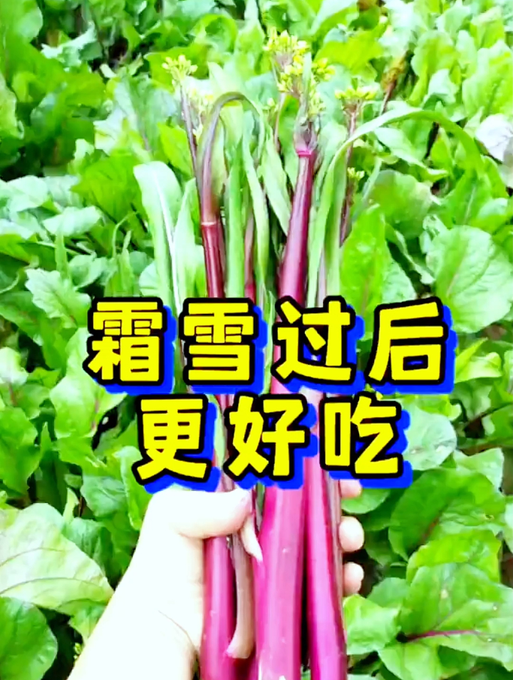 20年的种菜老手2步教你如何种植红菜苔,1定要看完保存好!