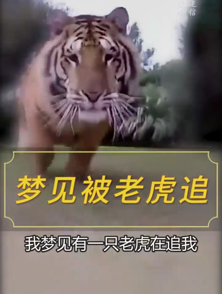 梦见老虎在追我&nbsp; 国学智慧