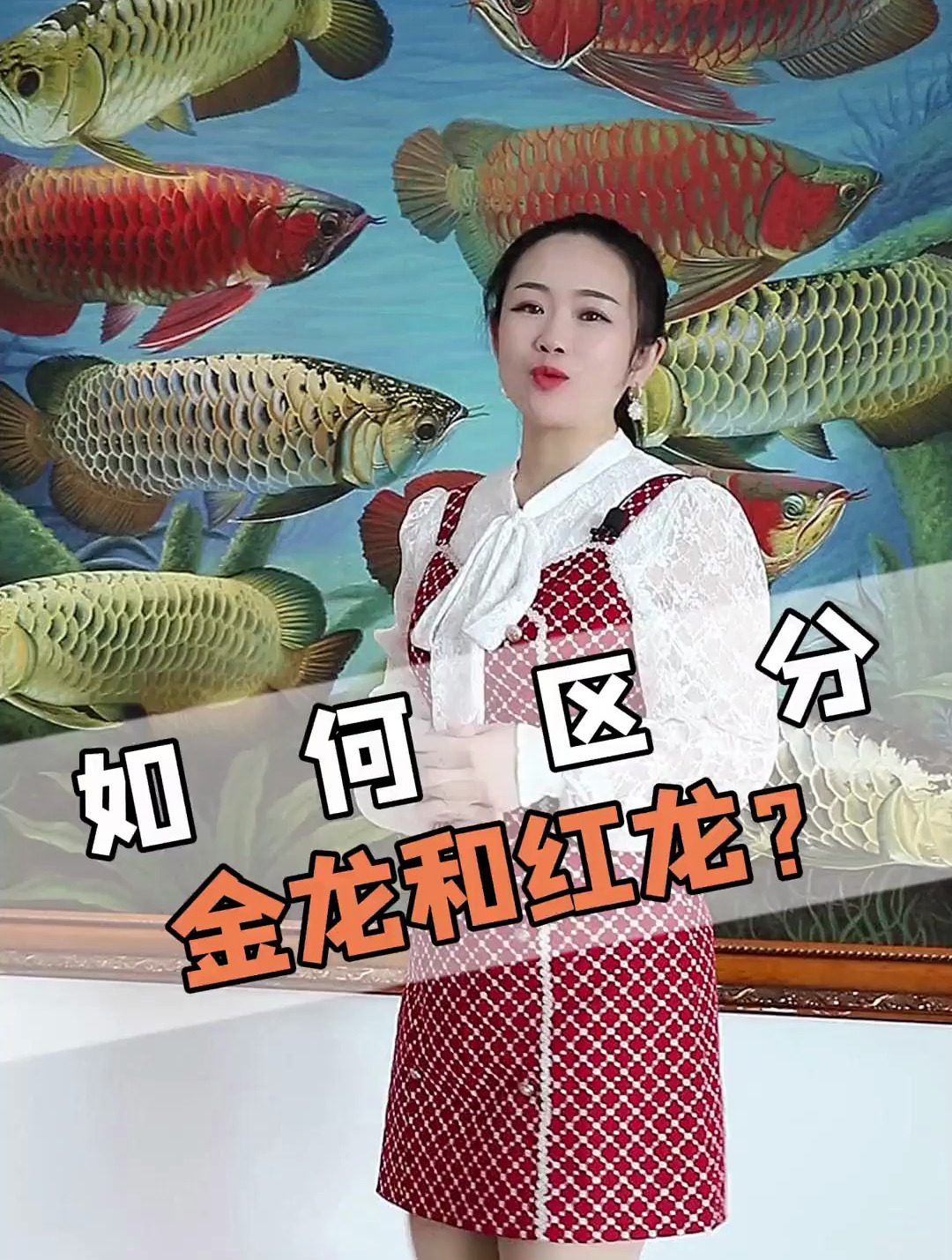 新手养鱼如何区分红龙和金龙！