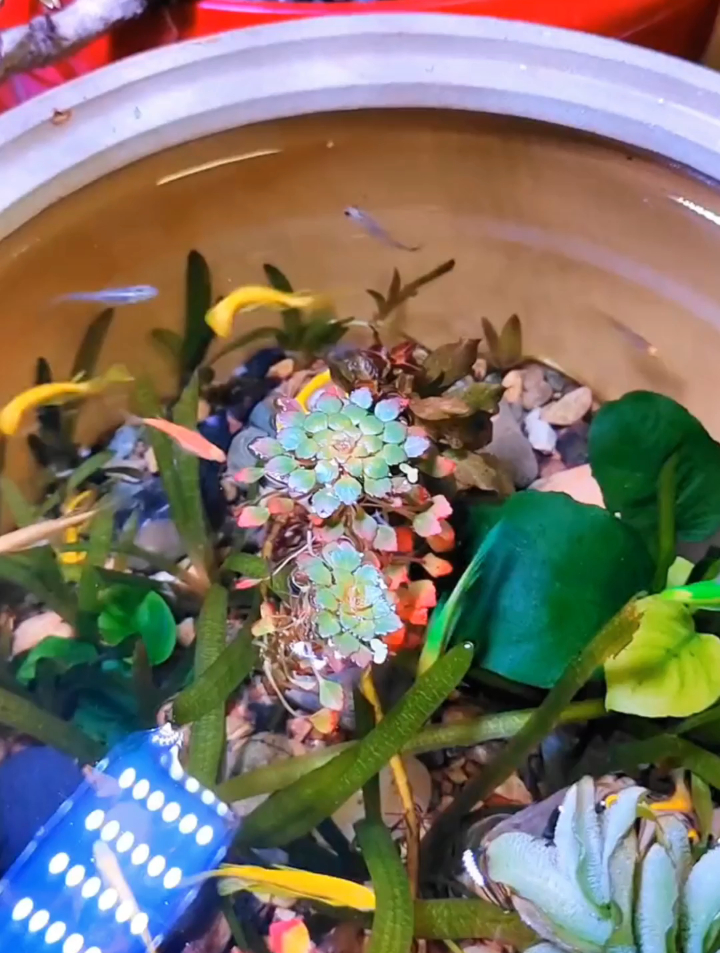 古法生态缸适合养什么鱼?无过滤不打氧的水草缸,不是啥鱼都能养
