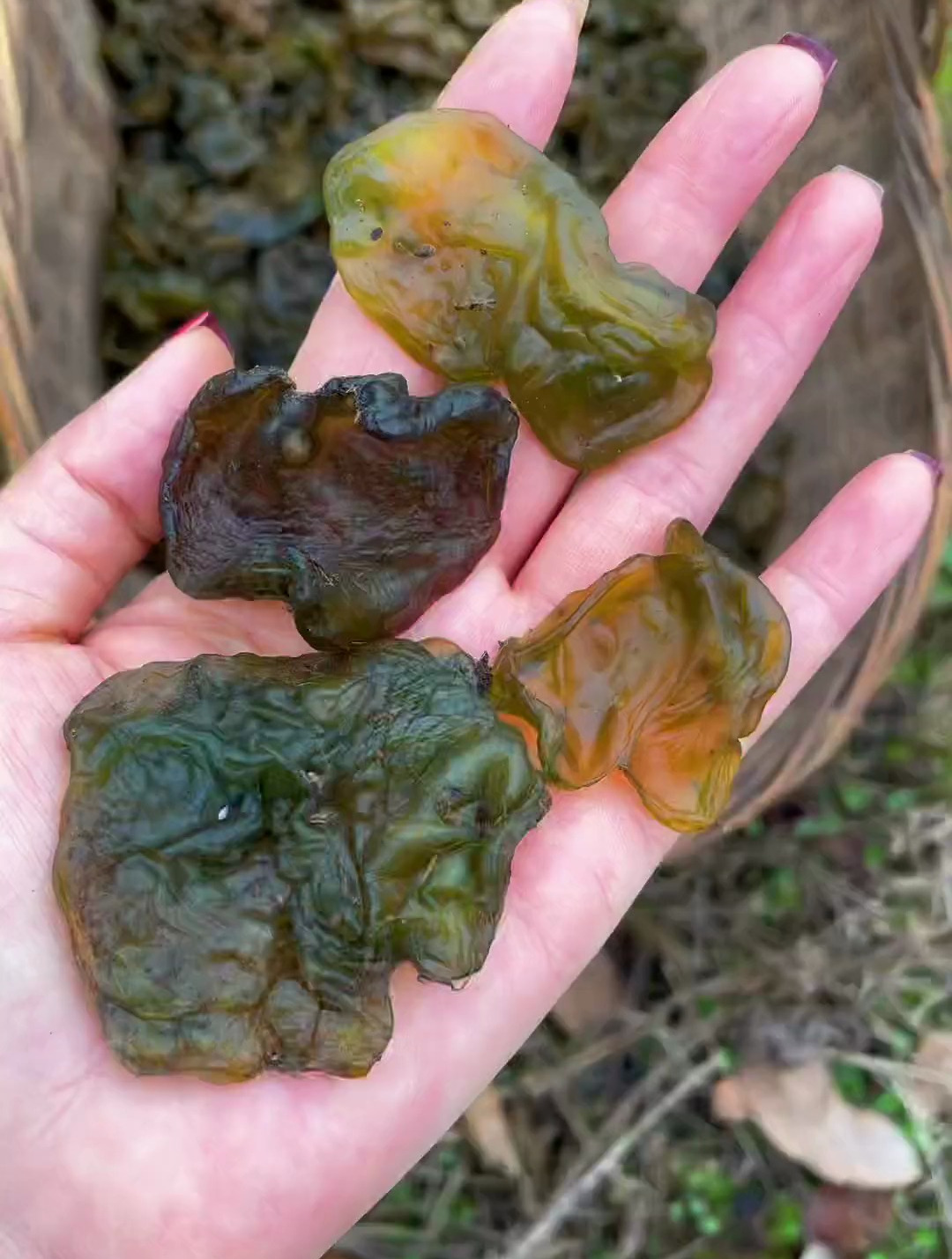 地皮菜这样洗,洗的干净又快,捡再多都不怕哦!
