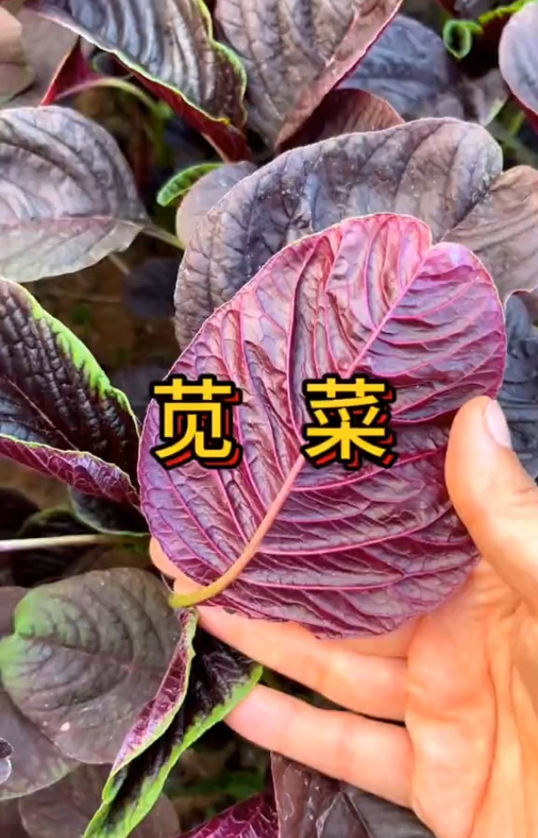 苋菜,营养价值极高,很适合阳台小院种植