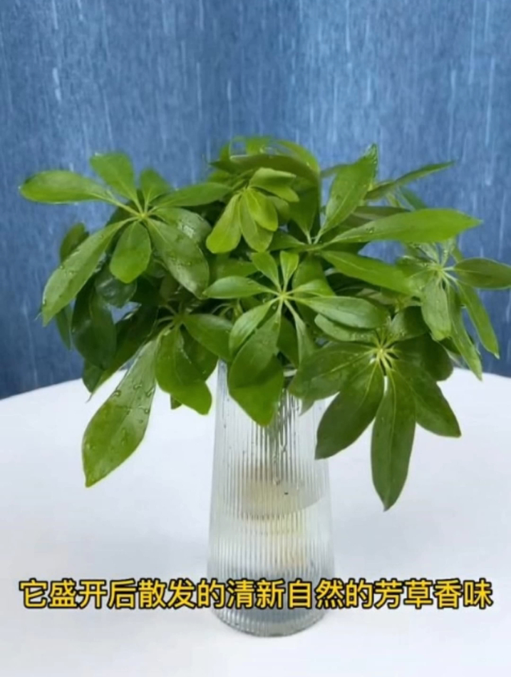 七叶莲又叫鸭脚木,能赏花能泡酒,养护简单好寓意