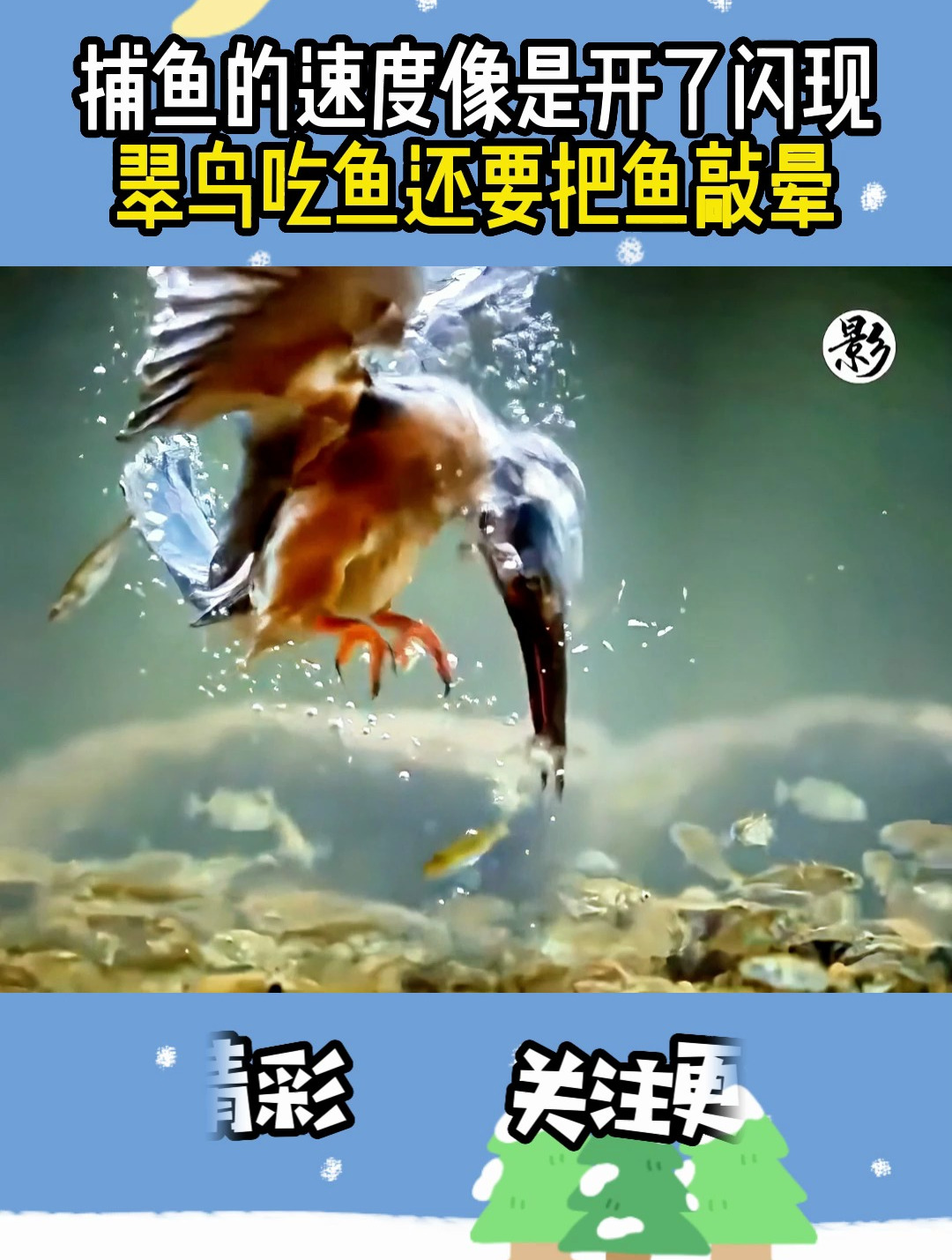捕鱼的速度像是开了闪现,翠鸟吃鱼还要把鱼敲晕
