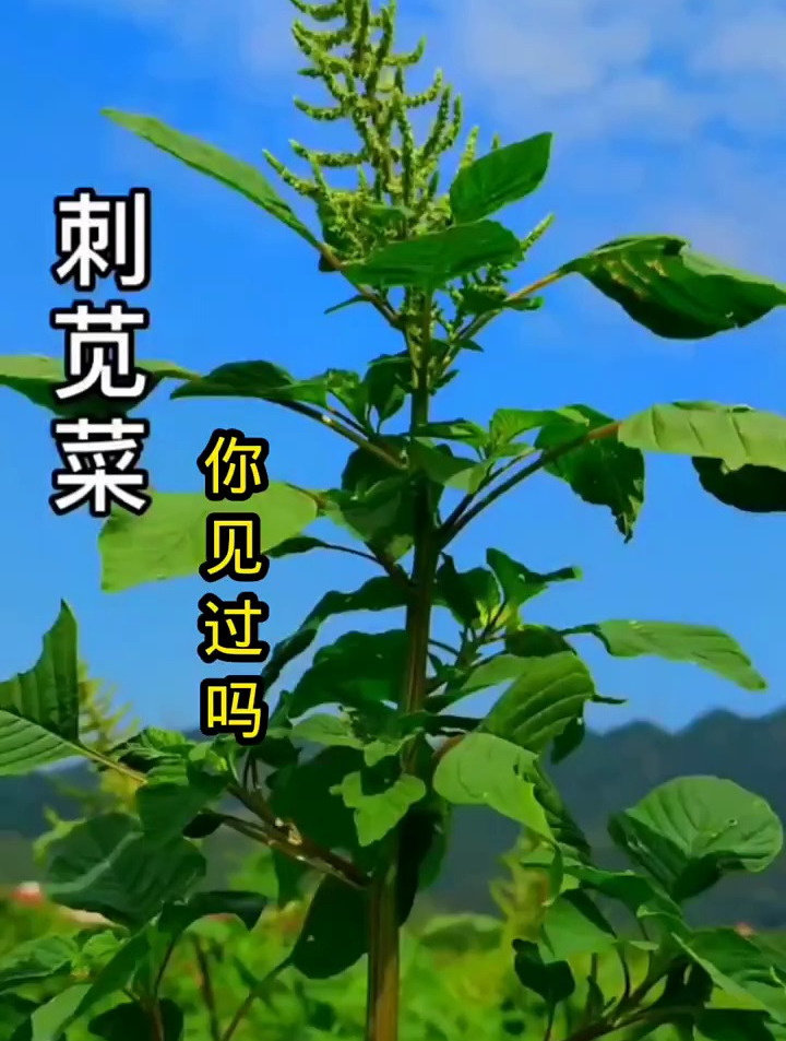 刺苋菜家乡绿色食品童年的回忆