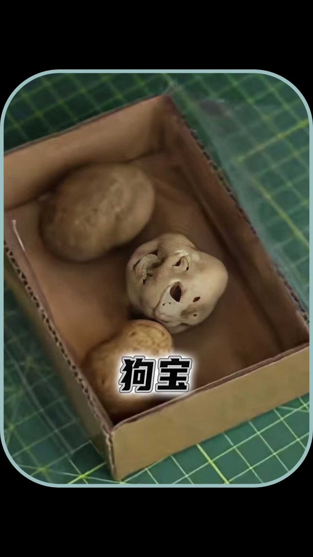 狗胃里的结石原来就是狗宝